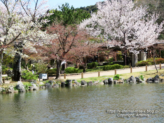 22.4.1.3 円山公園  (51)