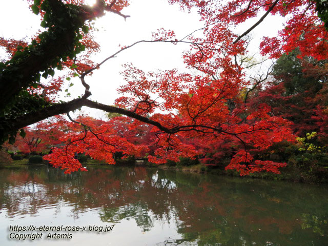 19.11.241 京都府立植物園 (28)