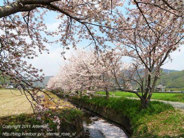 20.4.8.3 瀬戸町大内 桜  (14)