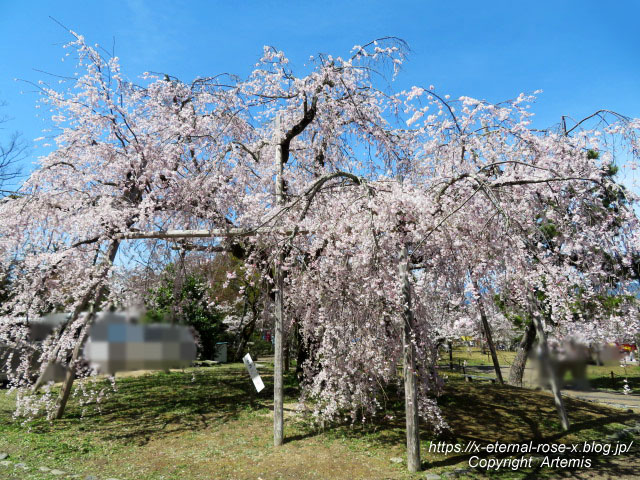 22.4.1.3 円山公園  (63)