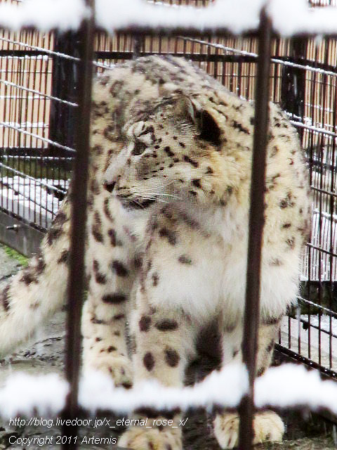 18.11.22.15 旭山動物園  (26)