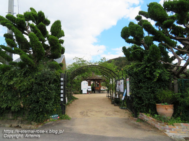 熊山英国庭園 秋のバラ 21 Eternal Rose エターナルローズ