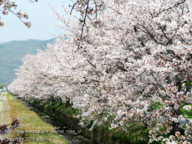 20.4.8.3 瀬戸町大内 桜  (16)