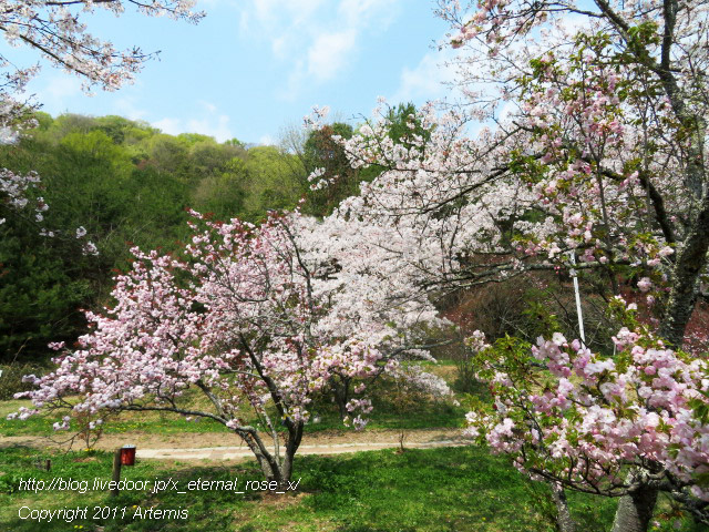 20.4.8 宗堂桜 (50)