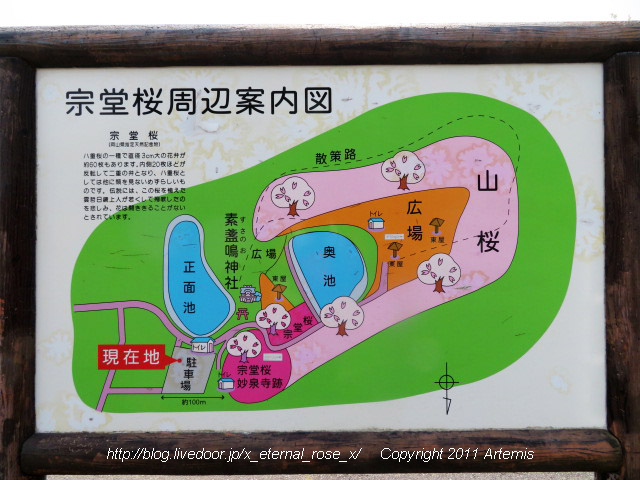 20.4.8 宗堂桜  (5)