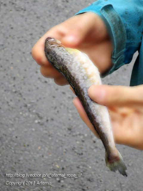 18.11.22.8 丹頂  (21)