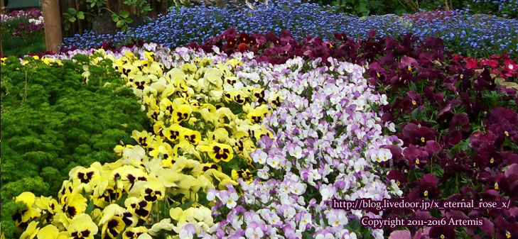 27 おかやま花だより  (4)