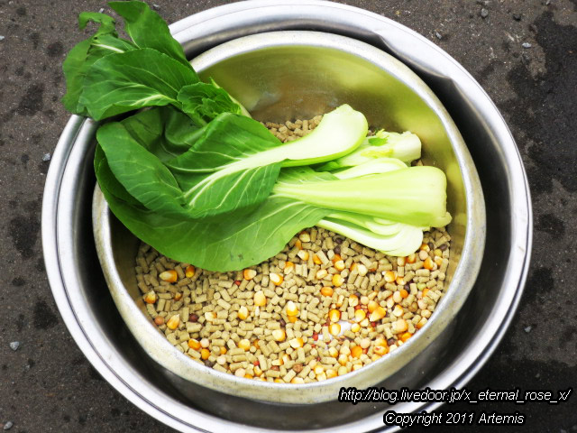 18.11.22.8 丹頂  (18)