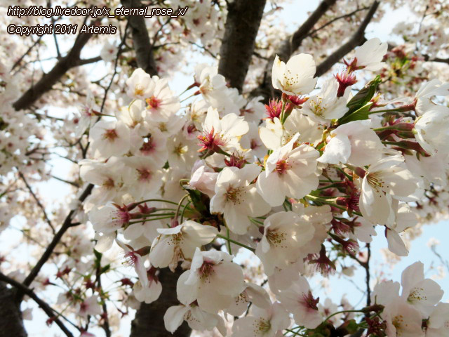 20.4.8.3 瀬戸町大内 桜  (5)