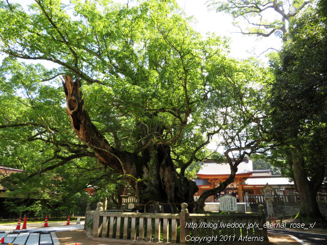 19.9.14.4 伊予國一宮 大山祇神社 (8)