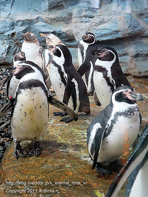 18.11.22.18 旭山動物園  (20)