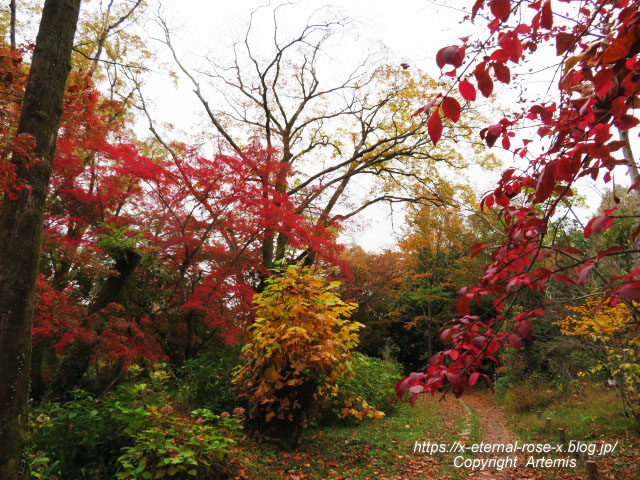 19.11.241 京都府立植物園 (181)