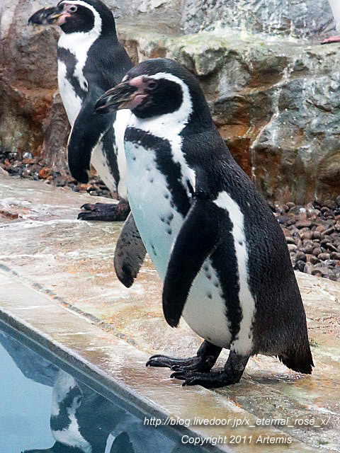 18.11.22.18 旭山動物園  (28)