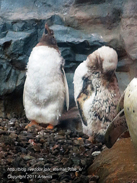 18.11.22.18 旭山動物園  (25)