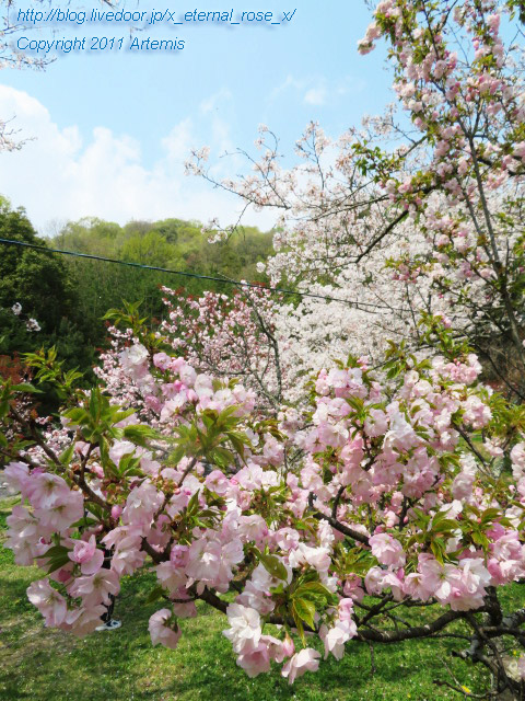 20.4.8 宗堂桜  (54)