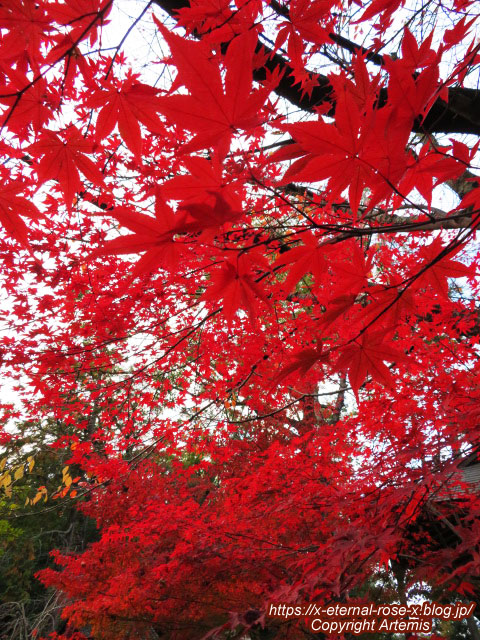 19.11.26.4 長岡天神 (61)