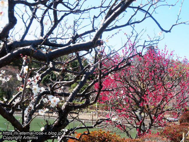 23.3.2.1  長岡天満宮  (1)