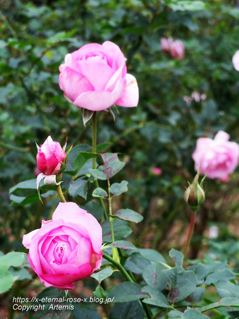 19.11.241 京都府立植物園 (131)