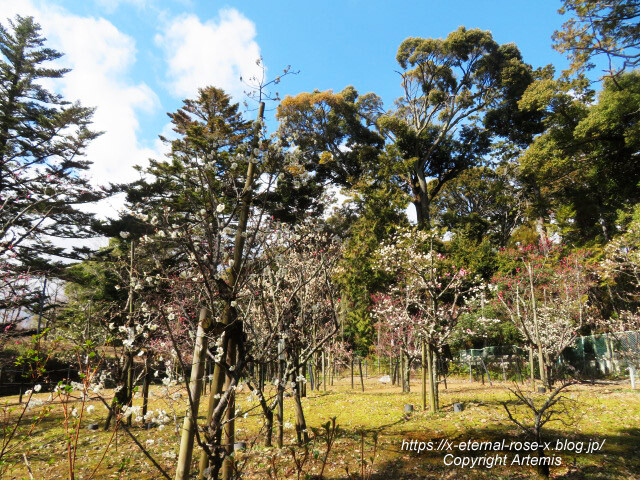23.3.2.3 長岡公園 梅園 (2)