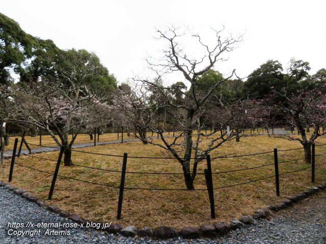 22.3.30.5 長岡公園  (4)