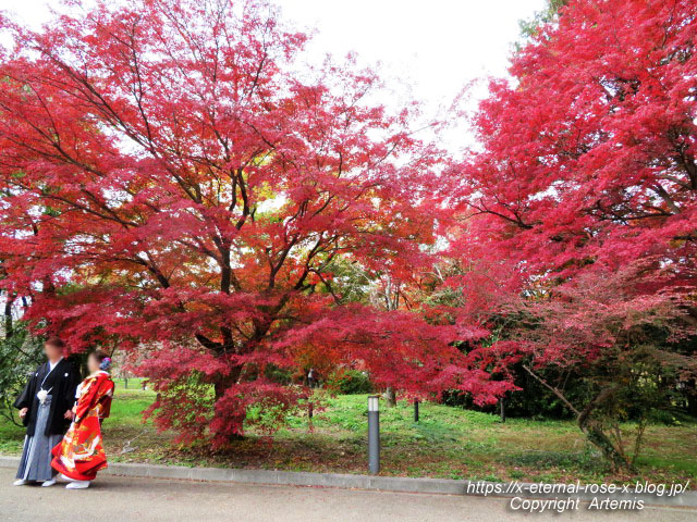 19.11.241 京都府立植物園 (51)