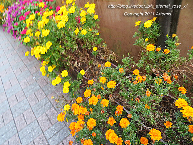 20.10.31.8 城山公園展望台  (6)