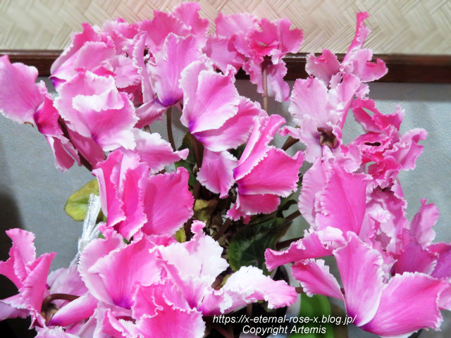 23.3.7.3 ダイニングキッチンみやこ (14)