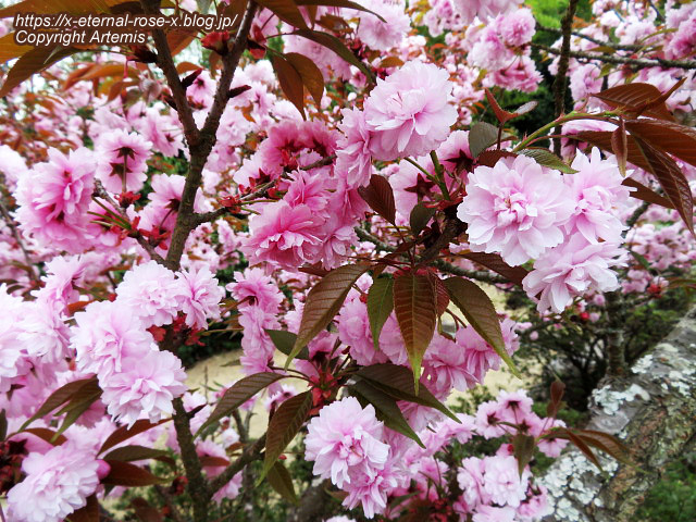 23.4.5 宗堂桜 (153)
