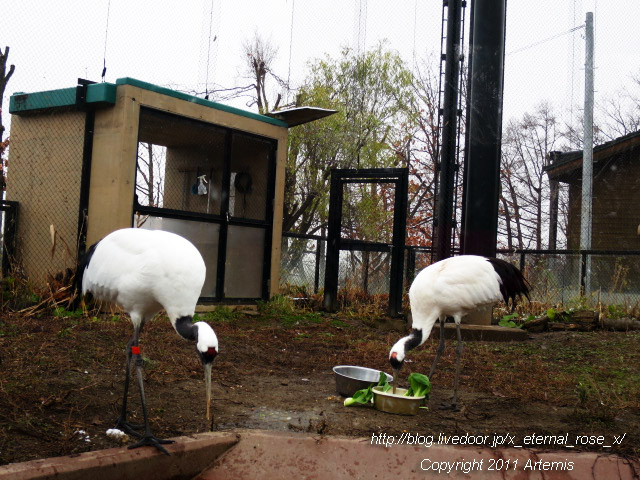 18.11.22.8 丹頂  (34)