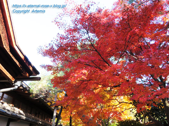 19.11.23.7 妙心寺 退蔵院 (16)