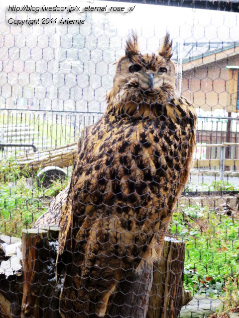 18.11.22.10 旭山動物園  (11)