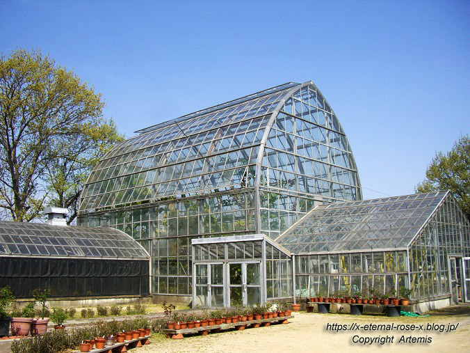 岡山市半田山植物園 温室 11 Eternal Rose エターナルローズ