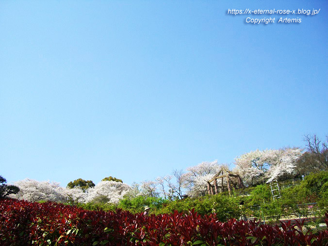 11.4.14.1 半田山植物園  (145)