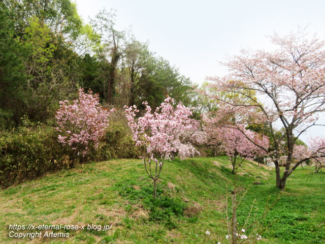 23.4.5 宗堂桜 (32)