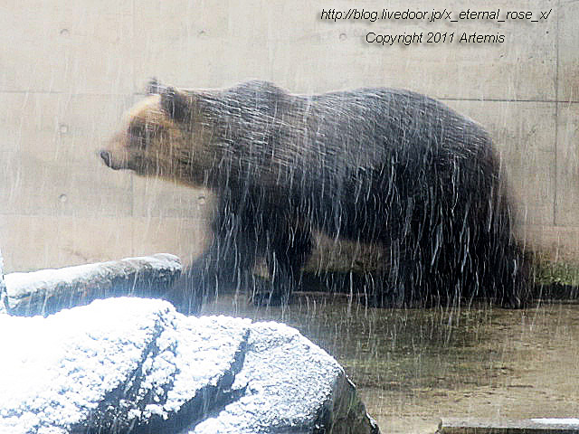 18.11.22.15 旭山動物園  (9)