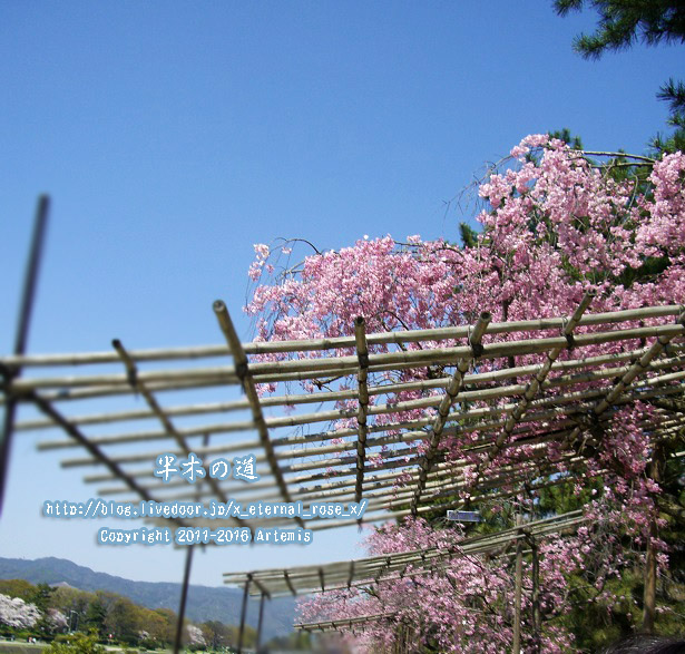 1 京都府立植物園 (1)