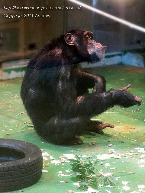 18.11.22.12 旭山動物園  (8)