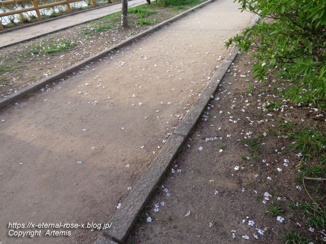 22.3.30.7 八条ケ池 長岡天満宮  (19)