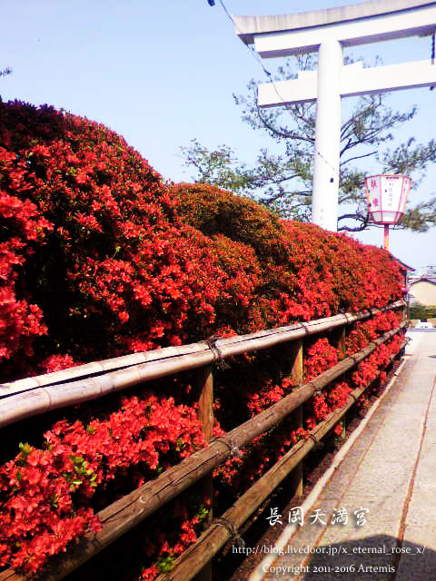 19 長岡天神　 (4)