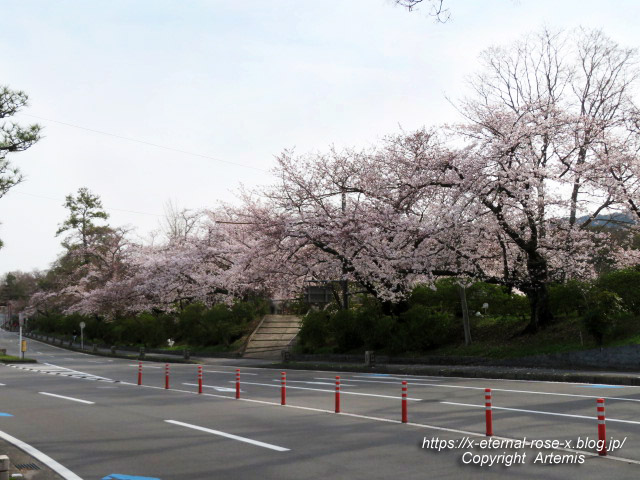 22.3.30.3 長岡天満宮 八条ケ池  (2)