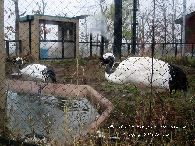 18.11.22.8 丹頂  (24)