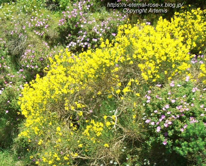 11.5.31.6 モンテソラーロ ソラ―ロ山 チェアリフト  (12)