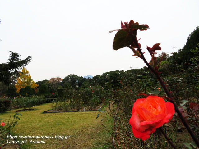 19.11.241 京都府立植物園  (136)