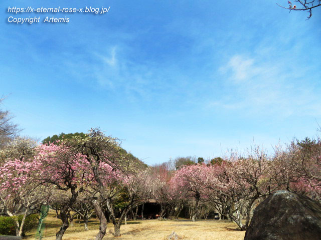 22.3.15 山麓窯  (82)