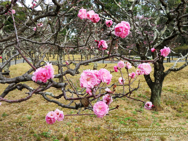 22.3.30.5 長岡公園  (20)