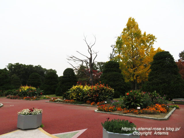 19.11.241 京都府立植物園 (156)