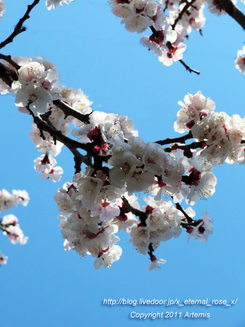 20.3.19.4 京福電鉄嵐山駅 (15)