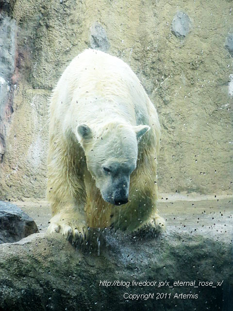 18.11.22.4 旭山動物園 シロクマ  (8)