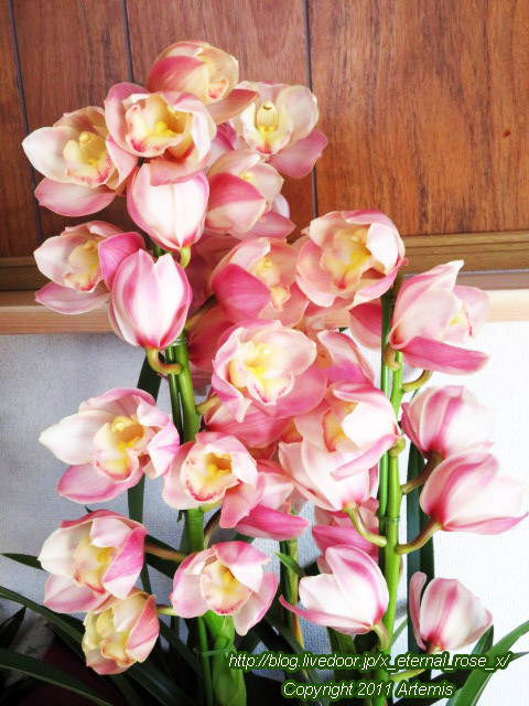 20.3.6 梟のこども  (33)