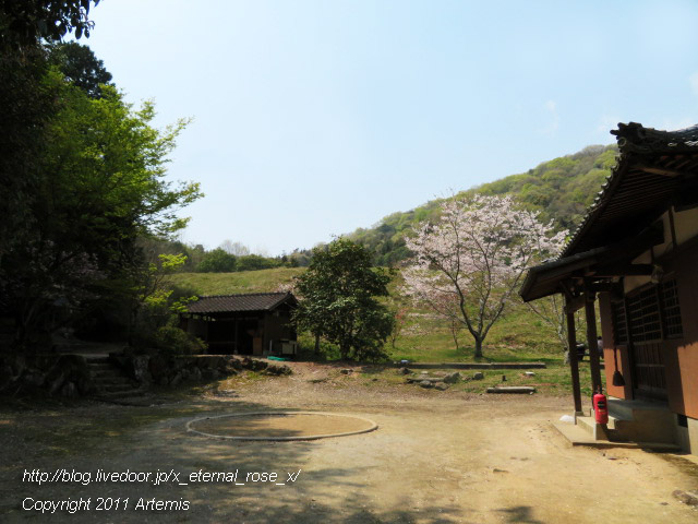 20.4.8.1 素盞嗚神社  宗堂桜 (5)